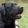Mi a takarmány egy kölyök Labrador, élelmiszer labrador retriever, fotó