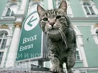 Egy ember, egy macska a fejét New York
