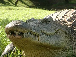 A hírcsatornák egy krokodil az állatkertben és a természet, mind az állatokról (vadásszák krokodilok) A hírcsatornák egy krokodil az állatkertben és a természet, mind az állatokról