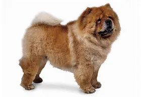 Chow Chow - fénykép és a fajta leírást, hogyan válasszuk ki a kölyök, az árak, a gondozás és a táplálkozás, a képzés, és a tartalom