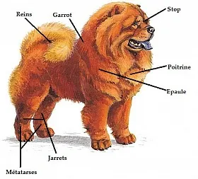 Chow Chow - fénykép és a fajta leírást, hogyan válasszuk ki a kölyök, az árak, a gondozás és a táplálkozás, a képzés, és a tartalom