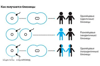 Az ikrek eltérnek ikerpár 1 (a fő különbség az ikrek) Az ikrek eltérnek kétpetéjű ikrek 1