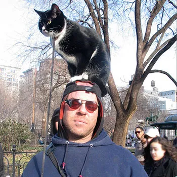 Egy ember, egy macska a fejét New York