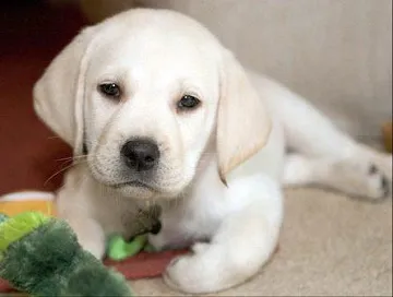 Mi a Feed Labrador (kölyök 1, 2-3 hónap) otthon, hányszor és milyen étel