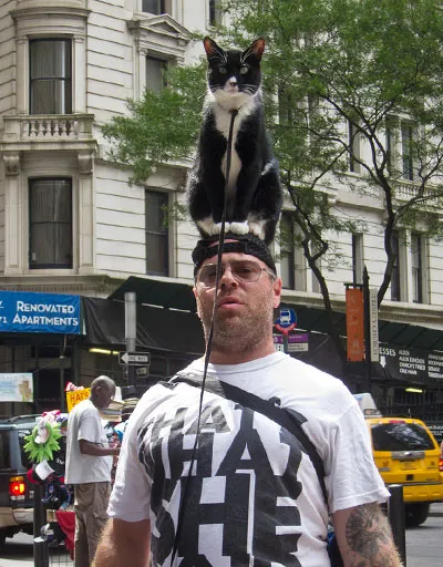 Egy ember, egy macska a fejét New York