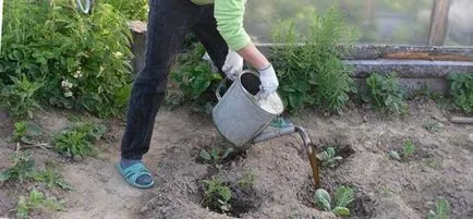 A jobb megtermékenyíteni káposzta sredastva és a termékenyítő időpontok, kertész (kertész) A jobb megtermékenyíteni káposzta sredastva és a termékenyítő időpontok, kertész