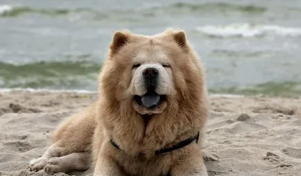 Chow Chow fotó