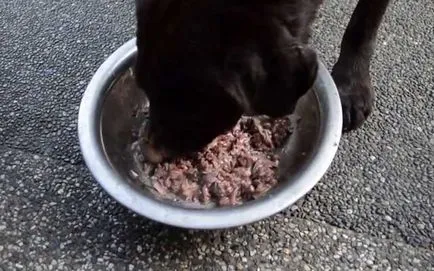 Mi a takarmány egy kölyök Labrador, élelmiszer labrador retriever, fotó