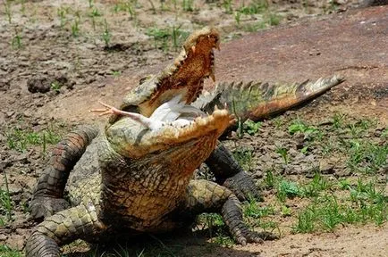 A hírcsatornák egy krokodil az állatkertben és a természet, mind az állatokról (mi táplálja a krokodil) A hírcsatornák egy krokodil az állatkertben és a természet, mind az állatokról