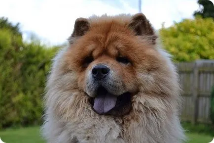 Chow Chow fotók