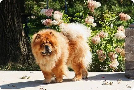 Chow Chow fotók