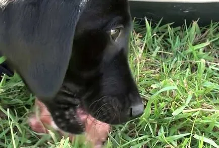 Mi a takarmány egy kölyök Labrador, élelmiszer labrador retriever, fotó