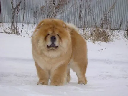 Chow Chow fotó