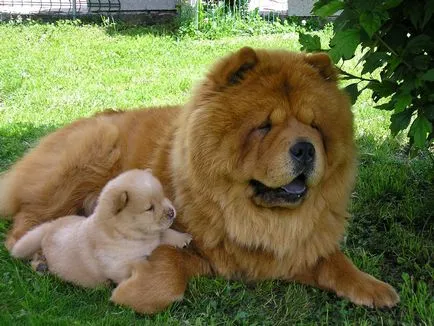 Chow Chow fotó
