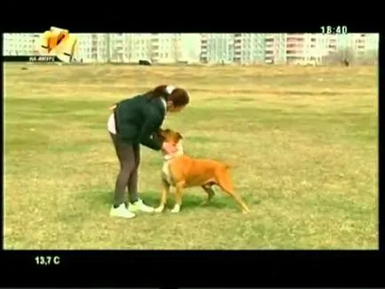 Chow Chow - fénykép és a fajta leírást, hogyan válasszuk ki a kölyök, az árak, a gondozás és a táplálkozás, a képzés, és a tartalom