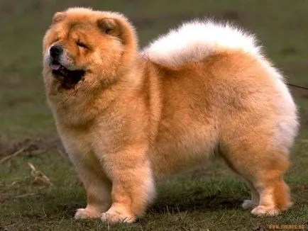 Chow Chow fotó
