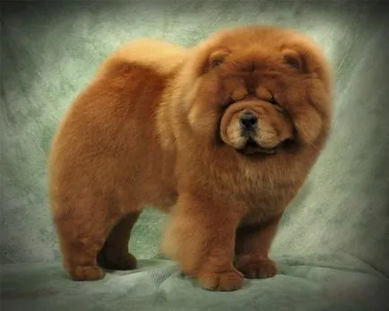 Chow Chow fotó
