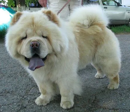 Chow Chow fotó