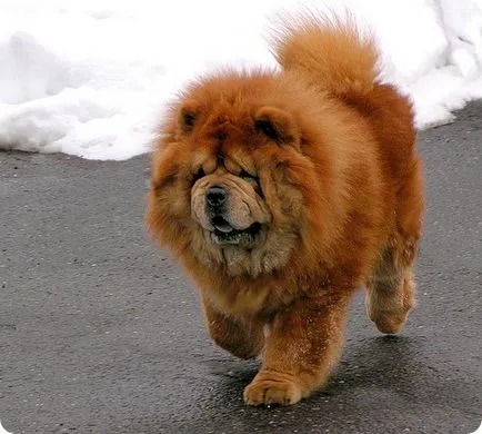 Chow Chow fotók