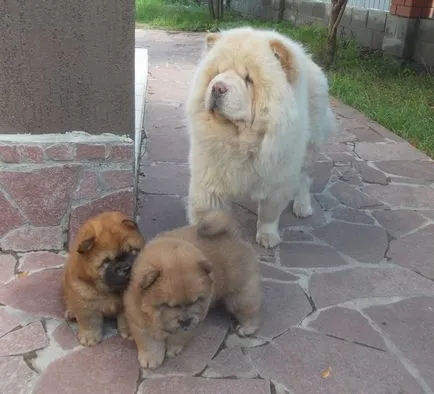Chow Chow fotó