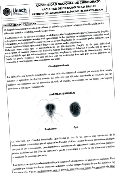 Dientamoeba fragilis
