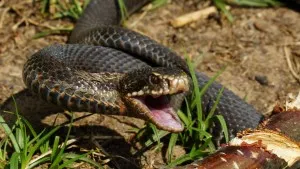 Mi a teendő, ha megharapott egy vipera elsősegély (segítség) Mi a teendő, ha megharapott egy vipera elsősegély