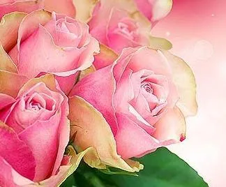 Roses régóta a vázában