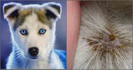 Mi van, ha voltak tetvek a kutyák