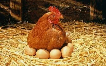 Ahhoz, hogy a tyúkok száguldott is a telken minden nap, nagymama telkek szarvasmarha (rohant) Ahhoz, hogy a tyúkok száguldott is a telken minden nap, nagymama telkek szarvasmarha