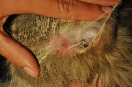 Mi okozza macska karcolás a fülek és kezelés 6 fotó, videó