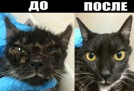 Rüh macskák otthoni kezelés a tünetek és a fotó (kezelés) Rüh macskák otthoni kezelés a tünetek és képek