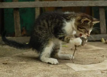 Mi a teendő, ha egy macska mérgezett - a jelek és tünetek a mérgezés, a kezelés otthon, hogy