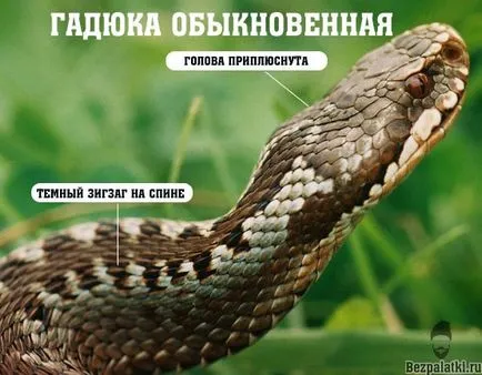 Mi a teendő, ha megharapott egy vipera nélkül (harapás) Mi a teendő, ha megharapott egy vipera nélkül