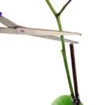 Mit kell tenni, hogy virágzik orchidea stimuláció otthon (do) Mit kell tenni, hogy virágzik orchidea stimuláció otthon