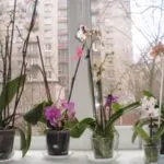 Mit kell tenni, hogy virágzik orchidea stimuláció otthon (orchidea) Mit kell tenni, hogy virágzik orchidea stimuláció otthon