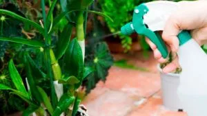 Mit kell tenni, hogy virágzik orchidea stimuláció otthon (stimuláció) Mit kell tenni, hogy virágzik orchidea stimuláció otthon
