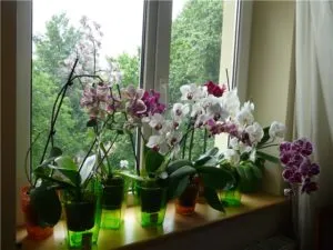 Mit kell tenni, hogy virágzik orchidea stimuláció otthon (do) Mit kell tenni, hogy virágzik orchidea stimuláció otthon