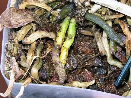 Mit kell tenni, hogy virágzik orchidea stimuláció otthon (virágoznak) Mit kell tenni, hogy virágzik orchidea stimuláció otthon