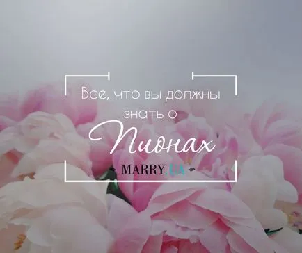 Mit kell tudni a bazsarózsák az esküvőn