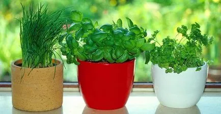 Virágok a belső a lakás (fotó, tanácsok) (lakás dekor színben) Virágok a belső a lakás (fotó, tanácsok)
