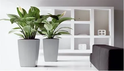 Virágok a belső a lakás (fotó, tanácsok) (lakás dekor színben) Virágok a belső a lakás (fotó, tanácsok)