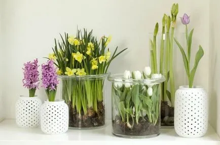 Virágok a belső a lakás (fotó, tanácsok) (apartman) Virágok a belső a lakás (fotó, tanácsok)