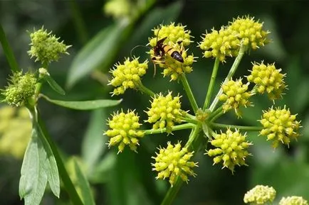 Virág egy erős aromájú fűszer, aromás növények, kerti a szaga, illatos virág,