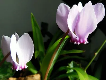 Ciklámen virág - otthoni gondozás, a szervátültetés és reprodukciós ciklámen; növényi Cyclamen (betegség) Ciklámen virág - otthoni gondozás, a szervátültetés és reprodukciós ciklámen; ciklámen növény