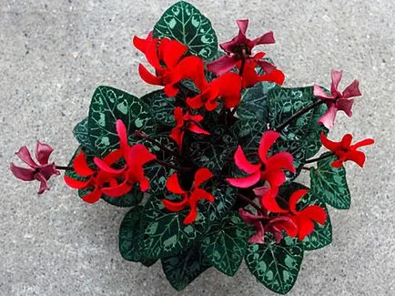 Ciklámen virág - otthoni gondozás, a szervátültetés és reprodukciós ciklámen; növényi Cyclamen (Cyclamen) Ciklámen virág - otthoni gondozás, a szervátültetés és reprodukciós ciklámen; ciklámen növény