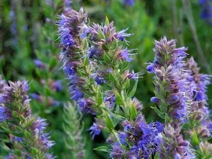 Virág egy erős aromájú fűszer, aromás növények, kerti a szaga, illatos virág,