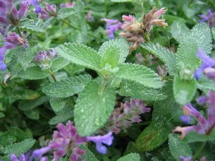Virág egy erős aromájú fűszer, aromás növények, kerti a szaga, illatos virág,