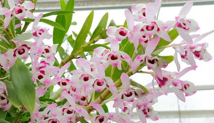 Dendrobium nobile otthoni gondozást, fotók orchideák