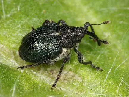 Weevil az eper leküzdése és megelőzése