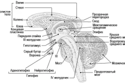 Az endokrin rendszer az emberi fiziológia, funkciója és célja a hormonok és a mirigyek (videó) (az első a hormonok) Az endokrin rendszer emberi fiziológia, funkciója és célja a hormonok és a mirigyek (videó)